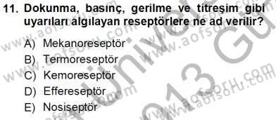 İnsan Anatomisi Ve Fizyolojisi Dersi Ara Sınavı Deneme Sınav Soruları 11. Soru
