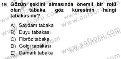 İnsan Anatomisi Ve Fizyolojisi Dersi Ara Sınavı Deneme Sınav Soruları 19. Soru