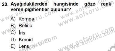İnsan Anatomisi Ve Fizyolojisi Dersi Ara Sınavı Deneme Sınav Soruları 20. Soru