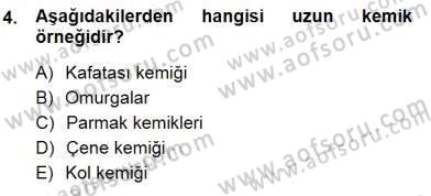 İnsan Anatomisi Ve Fizyolojisi Dersi 2012 - 2013 Yılı (Final) Dönem Sonu Sınav Soruları 4. Soru