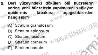 İnsan Anatomisi Ve Fizyolojisi Dersi 2013 - 2014 Yılı (Final) Dönem Sonu Sınavı 5. Soru