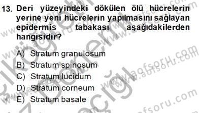 İnsan Anatomisi Ve Fizyolojisi Dersi Ara Sınavı Deneme Sınav Soruları 13. Soru