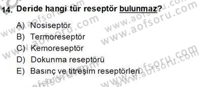 İnsan Anatomisi Ve Fizyolojisi Dersi Ara Sınavı Deneme Sınav Soruları 14. Soru