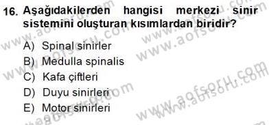 İnsan Anatomisi Ve Fizyolojisi Dersi Ara Sınavı Deneme Sınav Soruları 16. Soru
