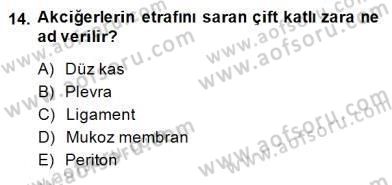 İnsan Anatomisi Ve Fizyolojisi Dersi 2014 - 2015 Yılı (Final) Dönem Sonu Sınavı 14. Soru