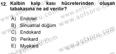 İnsan Anatomisi Ve Fizyolojisi Dersi 2015 - 2016 Yılı (Vize) Ara Sınavı 12. Soru