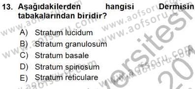 İnsan Anatomisi Ve Fizyolojisi Dersi 2015 - 2016 Yılı (Vize) Ara Sınavı 13. Soru