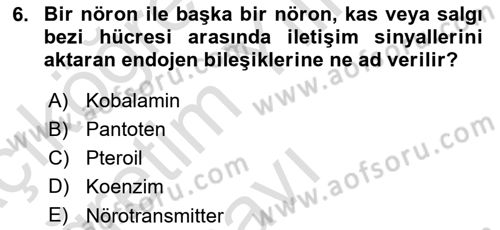 Beslenmenin Temel İlkeleri Dersi 2024 - 2025 Yılı Yaz Okulu Sınav Soruları 6. Soru