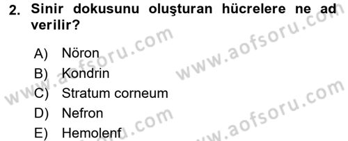 Genel Biyoloji 2 Dersi 2017 - 2018 Yılı (Vize) Ara Sınavı 2. Soru