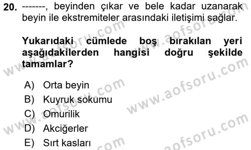 Temel Bakım ve Rehabilitasyon 2 Dersi Ara Sınavı Deneme Sınav Soruları 20. Soru