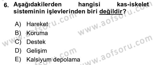 Ortopedik Rehabilitasyon Dersi 2018 - 2019 Yılı 3 Ders Sınav Soruları 6. Soru