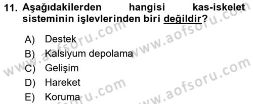 Ortopedik Rehabilitasyon Dersi 2018 - 2019 Yılı (Vize) Ara Sınav Soruları 11. Soru