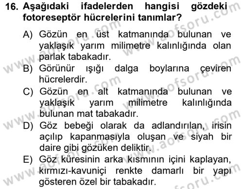 Görsel Estetik Dersi 2012 - 2013 Yılı (Vize) Ara Sınav Soruları 16. Soru