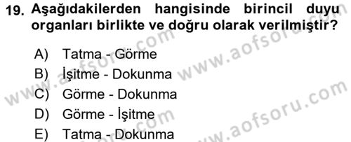 Görsel Estetik Dersi 2016 - 2017 Yılı (Vize) Ara Sınav Soruları 19. Soru