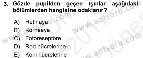 Görsel Estetik Dersi 2017 - 2018 Yılı (Final) Dönem Sonu Sınav Soruları 3. Soru