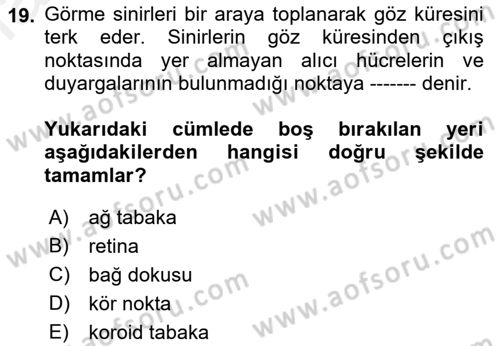 Görsel Estetik Dersi 2018 - 2019 Yılı (Vize) Ara Sınav Soruları 19. Soru