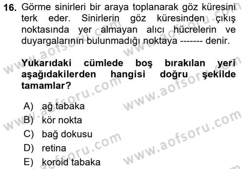 Görsel Estetik Dersi 2019 - 2020 Yılı (Vize) Ara Sınav Soruları 16. Soru