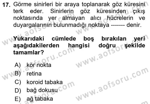 Görsel Estetik Dersi 2021 - 2022 Yılı (Vize) Ara Sınav Soruları 17. Soru