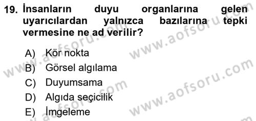Görsel Estetik Dersi 2024 - 2025 Yılı (Vize) Ara Sınav Soruları 19. Soru
