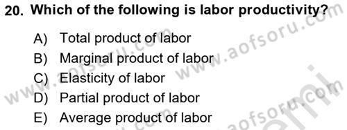 Labor Economics Dersi 2024 - 2025 Yılı (Vize) Ara Sınav Soruları 20. Soru