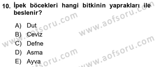 Türkiye’nin Somut Olmayan Kültürel Mirası Dersi 2025 - 2026 Yılı Yaz Okulu Sınav Soruları 10. Soru