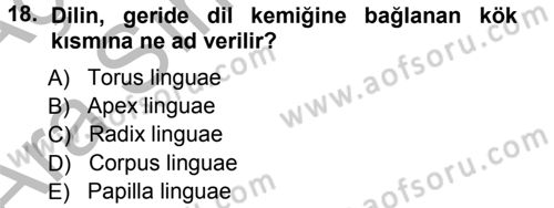 Temel Veteriner Anatomi Dersi 2012 - 2013 Yılı (Vize) Ara Sınavı 18. Soru