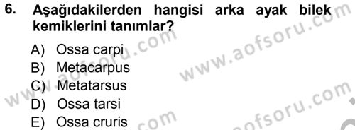 Temel Veteriner Anatomi Dersi Ara Sınavı Deneme Sınav Soruları 6. Soru
