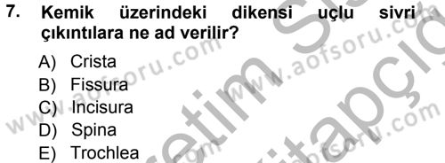 Temel Veteriner Anatomi Dersi Ara Sınavı Deneme Sınav Soruları 7. Soru
