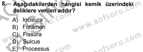 Temel Veteriner Anatomi Dersi Ara Sınavı Deneme Sınav Soruları 8. Soru