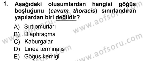 Temel Veteriner Anatomi Dersi 2012 - 2013 Yılı (Final) Dönem Sonu Sınav Soruları 1. Soru