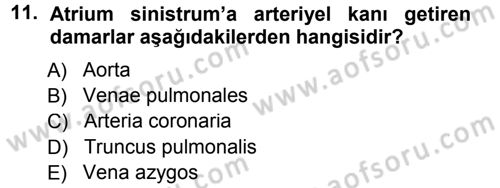 Temel Veteriner Anatomi Dersi 2012 - 2013 Yılı (Final) Dönem Sonu Sınav Soruları 11. Soru