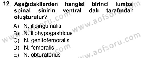Temel Veteriner Anatomi Dersi 2012 - 2013 Yılı (Final) Dönem Sonu Sınav Soruları 12. Soru