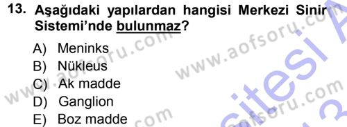 Temel Veteriner Anatomi Dersi 2012 - 2013 Yılı (Final) Dönem Sonu Sınav Soruları 13. Soru