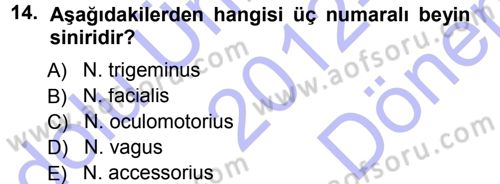 Temel Veteriner Anatomi Dersi 2012 - 2013 Yılı (Final) Dönem Sonu Sınav Soruları 14. Soru