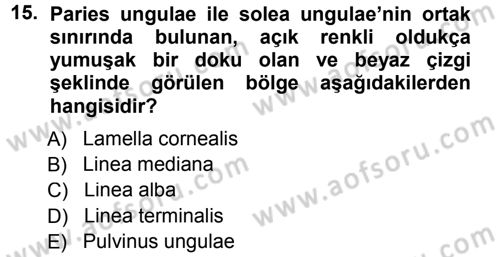 Temel Veteriner Anatomi Dersi 2012 - 2013 Yılı (Final) Dönem Sonu Sınav Soruları 15. Soru