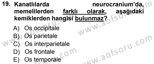 Temel Veteriner Anatomi Dersi 2012 - 2013 Yılı (Final) Dönem Sonu Sınav Soruları 19. Soru