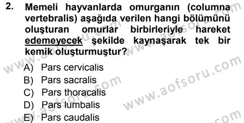 Temel Veteriner Anatomi Dersi 2012 - 2013 Yılı (Final) Dönem Sonu Sınav Soruları 2. Soru