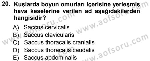 Temel Veteriner Anatomi Dersi 2012 - 2013 Yılı (Final) Dönem Sonu Sınav Soruları 20. Soru
