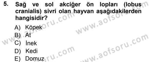 Temel Veteriner Anatomi Dersi 2012 - 2013 Yılı (Final) Dönem Sonu Sınav Soruları 5. Soru
