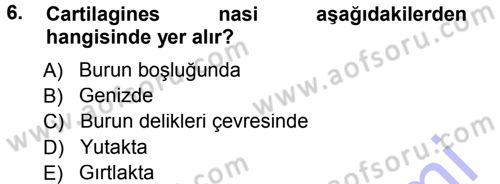 Temel Veteriner Anatomi Dersi 2012 - 2013 Yılı (Final) Dönem Sonu Sınav Soruları 6. Soru