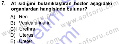 Temel Veteriner Anatomi Dersi 2012 - 2013 Yılı (Final) Dönem Sonu Sınav Soruları 7. Soru