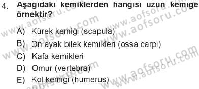 Temel Veteriner Anatomi Dersi 2012 - 2013 Yılı Tek Ders Sınav Soruları 4. Soru