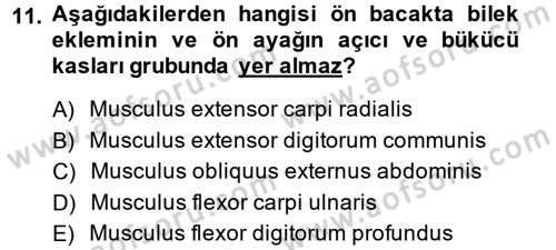 Temel Veteriner Anatomi Dersi Ara Sınavı Deneme Sınav Soruları 11. Soru