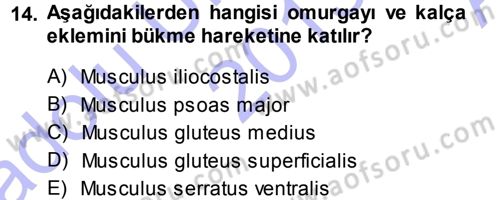 Temel Veteriner Anatomi Dersi Ara Sınavı Deneme Sınav Soruları 14. Soru