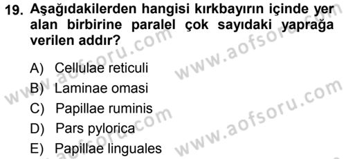 Temel Veteriner Anatomi Dersi 2013 - 2014 Yılı (Vize) Ara Sınav Soruları 19. Soru