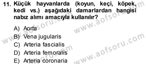 Temel Veteriner Anatomi Dersi 2013 - 2014 Yılı (Final) Dönem Sonu Sınav Soruları 11. Soru