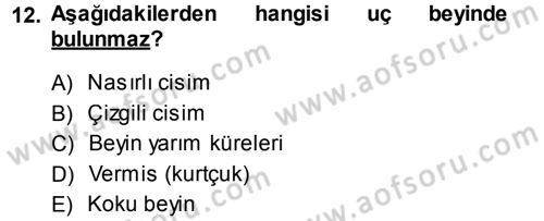 Temel Veteriner Anatomi Dersi 2013 - 2014 Yılı (Final) Dönem Sonu Sınav Soruları 12. Soru