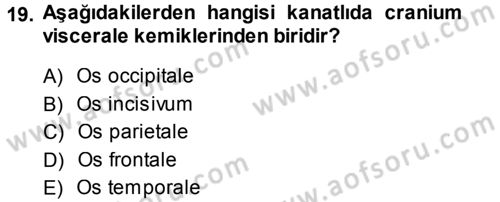 Temel Veteriner Anatomi Dersi 2013 - 2014 Yılı (Final) Dönem Sonu Sınav Soruları 19. Soru