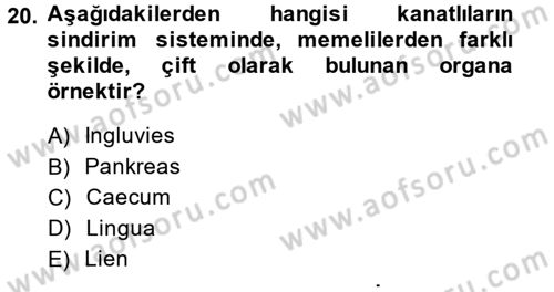 Temel Veteriner Anatomi Dersi 2013 - 2014 Yılı (Final) Dönem Sonu Sınav Soruları 20. Soru