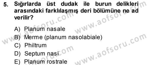 Temel Veteriner Anatomi Dersi 2013 - 2014 Yılı (Final) Dönem Sonu Sınav Soruları 5. Soru